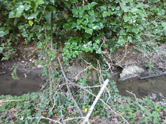 κρητη σκυλος