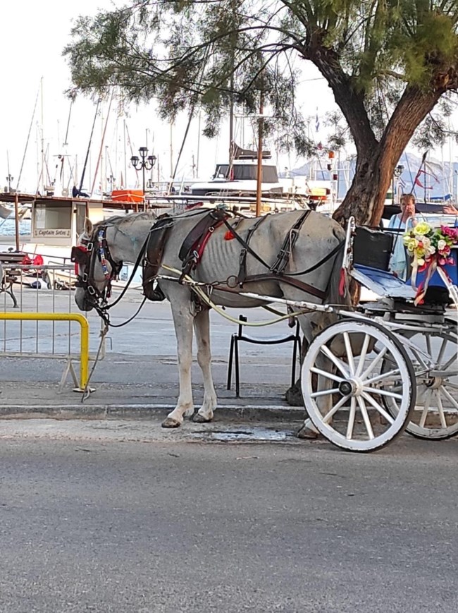 Ένα σημαντικό βήμα για την προστασία των ιπποειδών που κινούν άμαξες