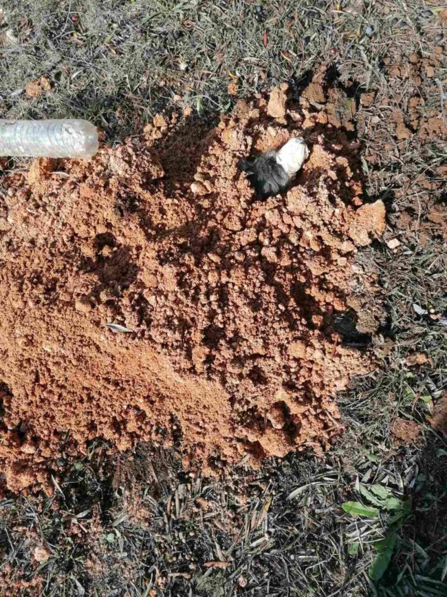 "Είναι να αναρωτιέσαι ποιος έχει 2 και ποιος 4 πόδια": Η αντίδραση της ΕΛΑΣ για τον σκύλο που έθαψε ζωντανό 90χρονος