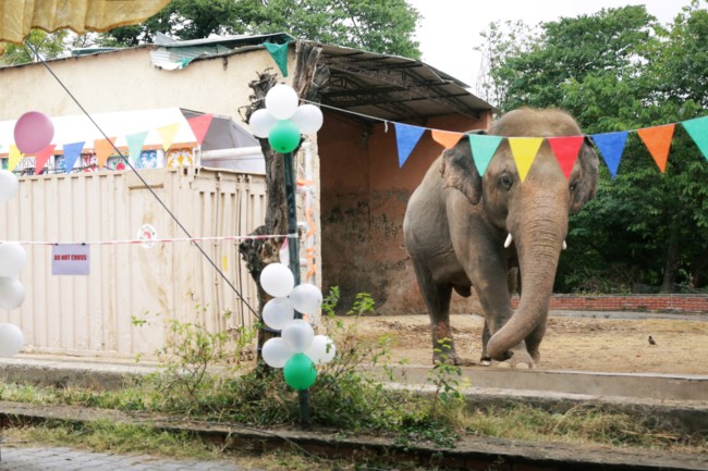 elephant