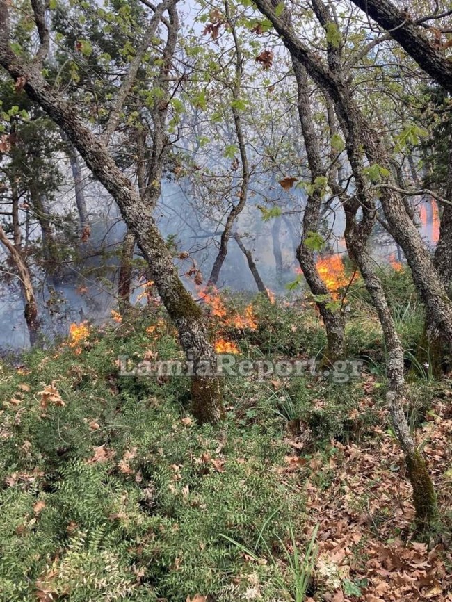 Φθιώτιδα φωτιά