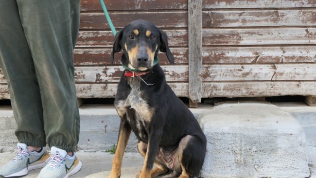 Φρίντα: Όταν βλέπει κόσμο στέκεται στα δύο πόδια στην άκρη στα κάγκελα, παρακαλώντας για λίγη προσοχή