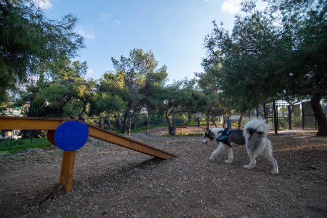 Δύο νέα σύγχρονα dog parks δημιουργήθηκαν στην Αθήνα - Πού βρίσκονται