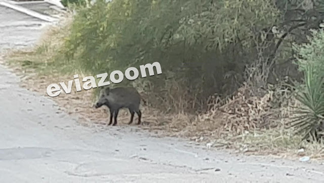 αγριογούρουνο