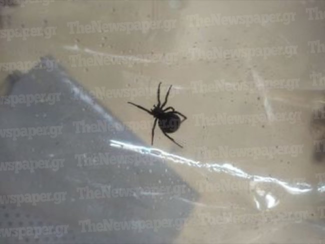 Αγρίνιο: Στο νοσοκομείο 65χρονη μετά από τσίμπημα της αράχνης "Μαύρης Χήρας"