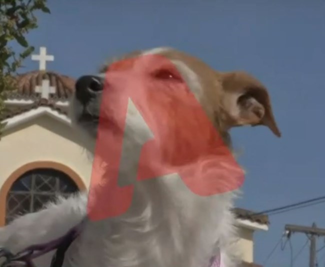 σκυλακι