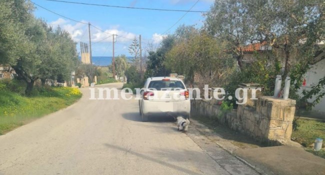 ΣΚΥΛΟΣ ΖΑΚΥΝΘΟΣ