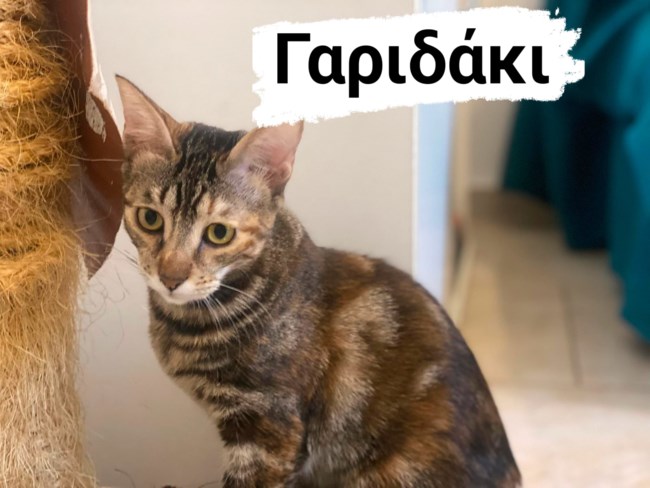 Αν δεν πιστεύετε στα θαύματα... τότε η ιστορία αυτή θα σας κάνει να πιστέψετε