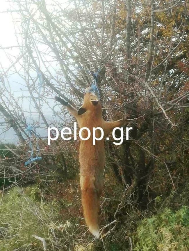 ΑΛΕΠΟΥ ΚΡΕΜΑΣΜΑ