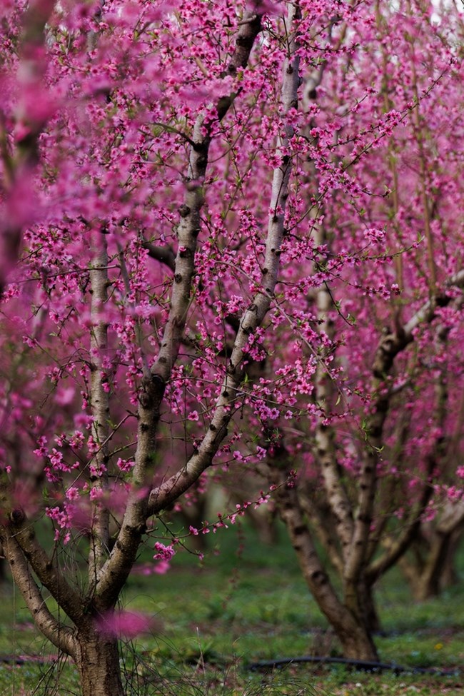 ΑΝΘΙΣΜΕΝΕΣ ΡΟΔΑΚΙΝΙΕς ΒΕΡΟΙΑ