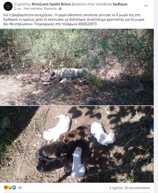 κουταβοα σκυλιτσα
