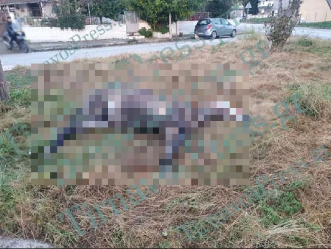 ΑΛΟΓΟ ΝΕΚΡΟ