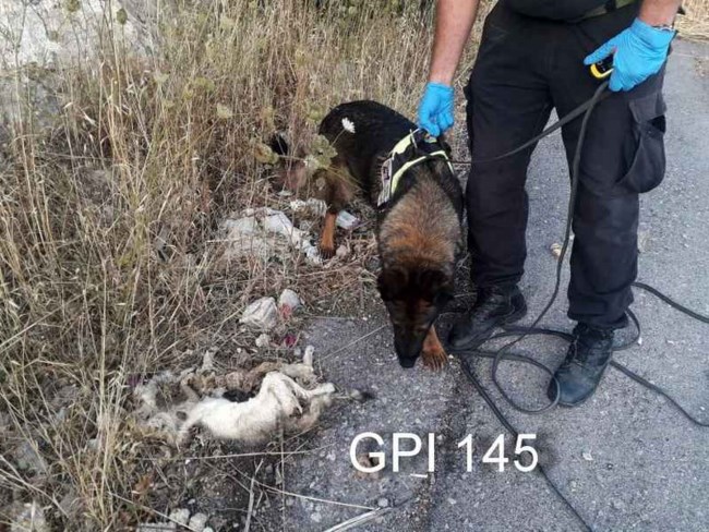 Σάλος από καταγγελία για μαζική δηλητηρίαση γατιών στην Κρήτη [Εικόνα]