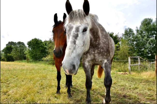 QUEEN HORSES