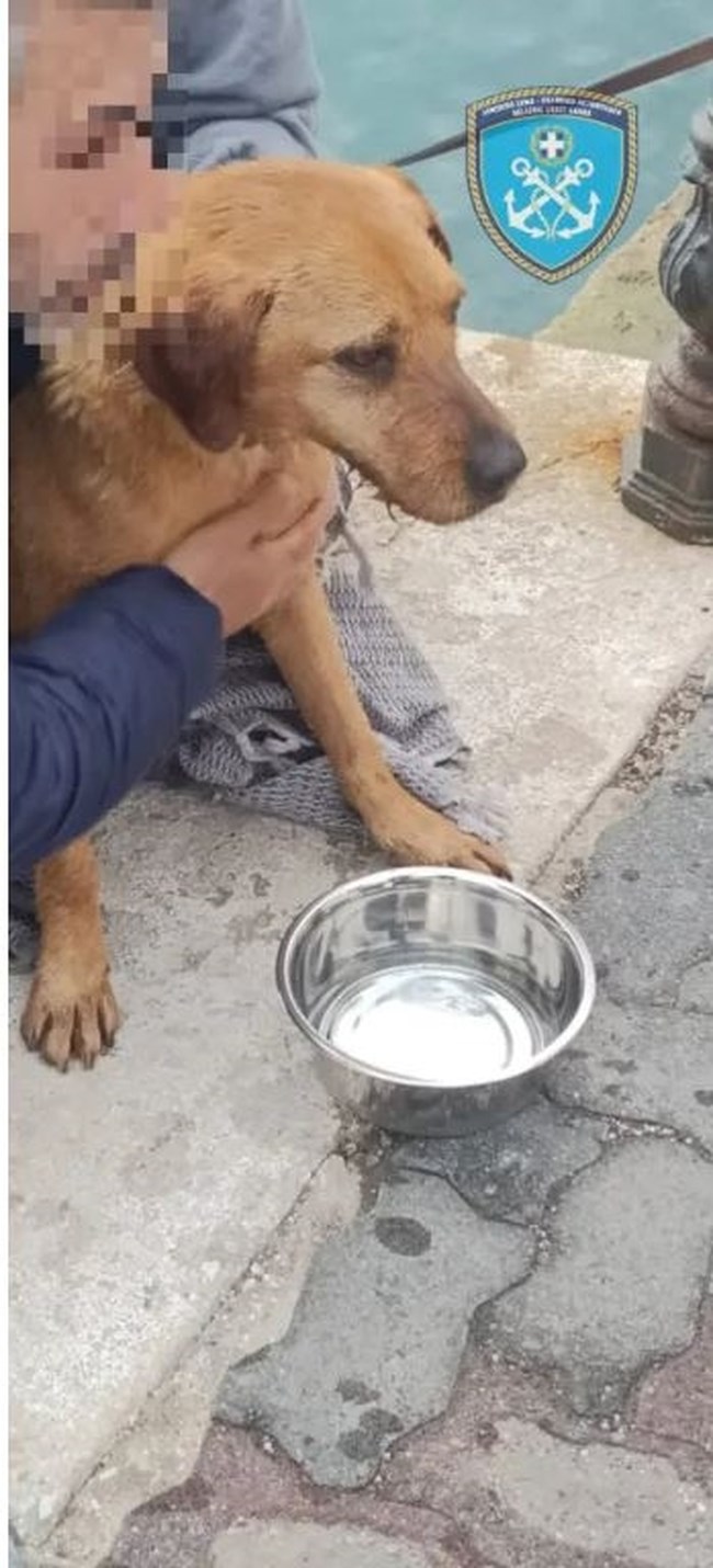 Μεγάλη περιπέτεια για αδέσποτο σκύλο που βρέθηκε να κολυμπά στη θάλασσα στο λιμάνι της Ραφήνας -  Μπήκε σε φρεάτιο