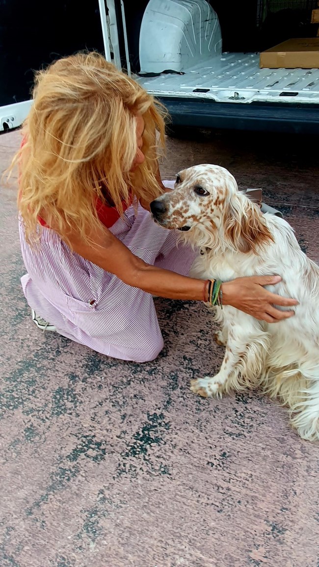 Σώστε ένα αδεσποτάκι: Αν θέλετε σκύλο αγκαλιάς, τον βρήκατε!