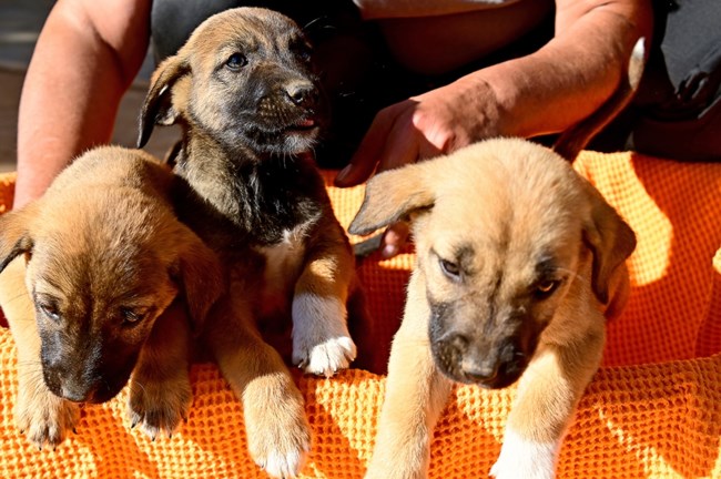 Καλώς τα μωρά: Οκτώ μελιστάλαχτα ημίαιμα Μαλινουά - Θα τα πάρει ο ύπνος όρθια, θα κοιμηθούν στην αγκαλιά σας