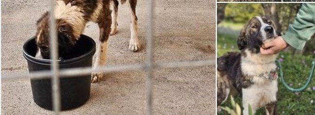 Η Αλεξία ζούσε στο κυνοκομείο Τρίπολης, σε  πτέρυγα που δεν ήξερες ποιο σκυλί να πρωτολυπηθείς και για ποιο να πρωτοκλάψεις