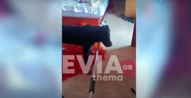 Εύβοια: Προφυλακιστέοι οι πατροκτόνοι - Επιχείρηση διάσωσης του σκύλου τους, τρεις ημέρες νηστικός και μόνος