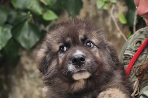 Η Αγάπη, που ελπίζουμε να γίνει και η δική σου αγάπη, σώθηκε από τις φωτιές της Φυλής - Έχει περάσει πολλά - εικόνα 2