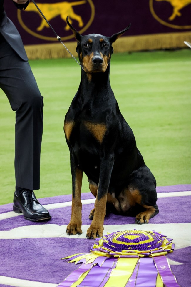 Η Πένι, ξεχώρισε μεταξύ 3.000 σκυλιών από 50 πολιτείες και 17 χώρες - Κέρδισε στο Westminster Kennel Club Dog Show