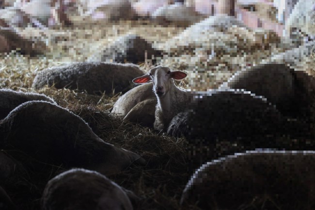 Θεσσαλία: Η συγκλονιστική φωτογραφία του Reuters με το μοναδικό ζωντανό πρόβατο ανάμεσα σε δεκάδες νεκρά