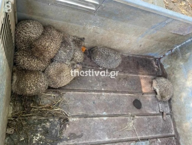 Θεσσαλονίκη: Βρέθηκαν 11 σκαντζόχοιροι που πιθανότατα προορίζονταν προς βρώση