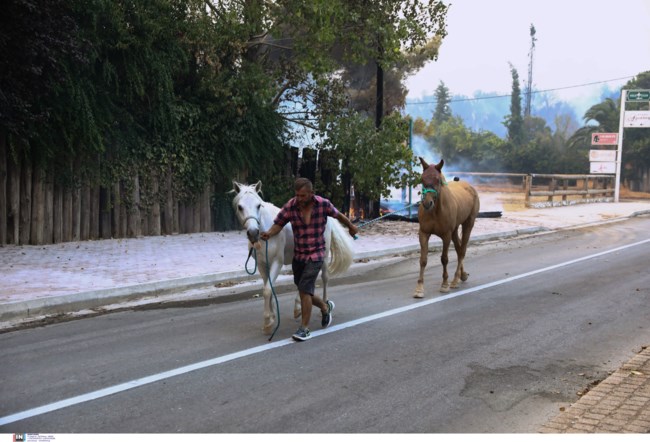Φωτιά στη Βαρυμπόμπη: Καρέ - καρέ τα άλογα που έτρεχαν αλαφιασμένα στην πλατεία - Μεγάλη επιχείρηση απομάκρυνσής τους [Βίντεο]