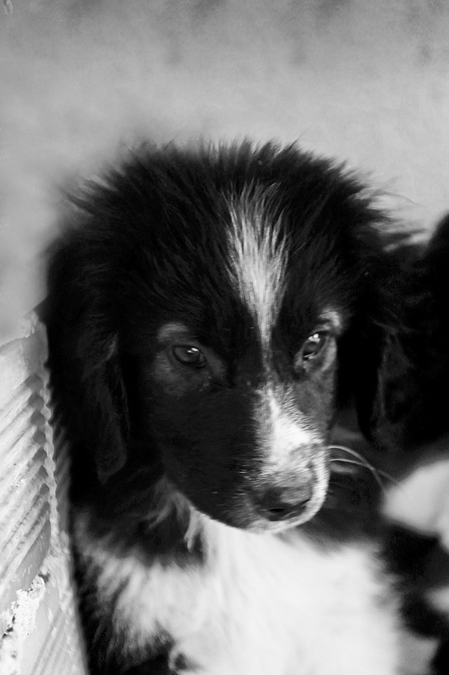 Σαν τον νέο χρόνο ο μικρούλης Σίβα, κουβαλά όνειρα, προσμονή και ελπίδα για μια καλύτερη ζωή