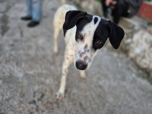 Η Βικτώρια βρέθηκε σε άθλια κατάσταση και μέχρι τώρα δεν είχε καμία τύχη