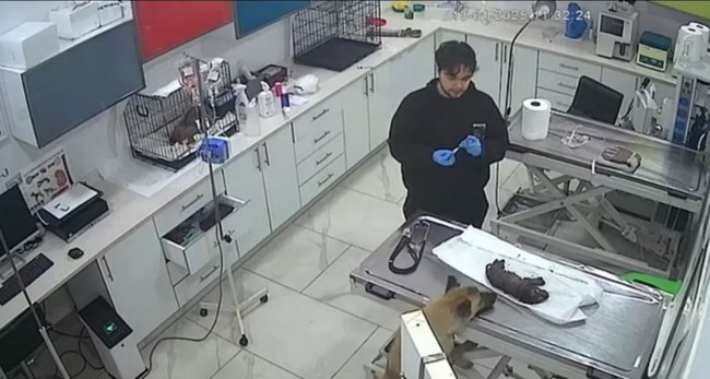 σκυλίτσα