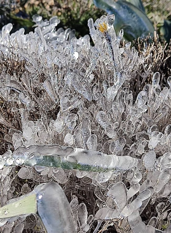 Ρόδος: Μαγευτικές εικόνες στον Αρχάγγελο - Πάγωσαν μέχρι και τα λουλούδια απο το ψύχος