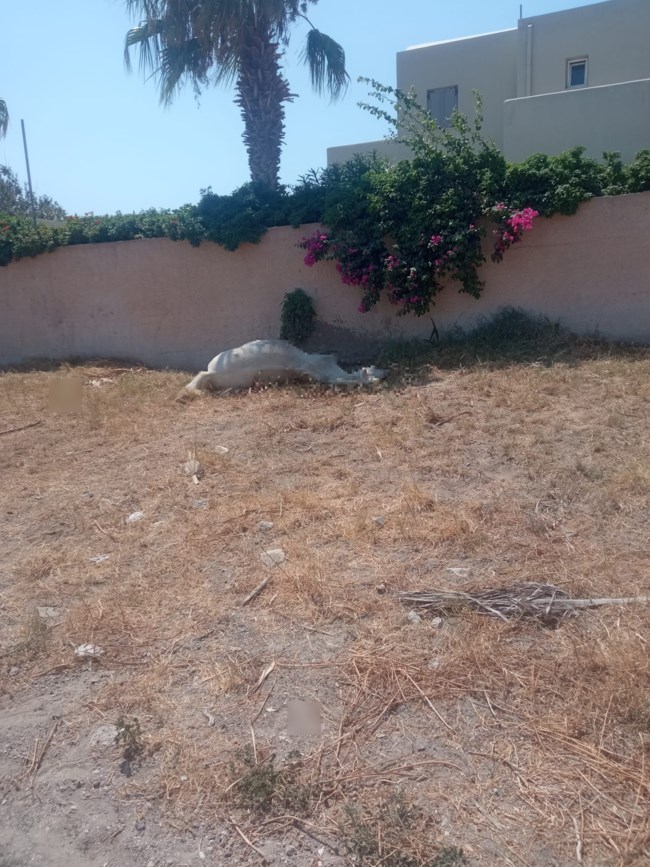 Κτηνωδία στη Σαντορίνη: Έδεσαν άλογο και το άφησαν να πεθάνει από τη δίψα κάτω από τον καυτό ήλιο [βίντεο]