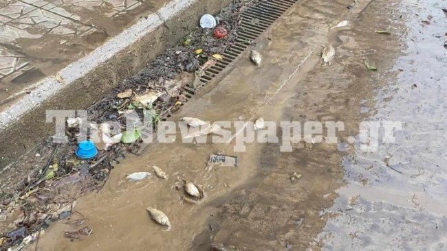 ΨΑΡΙΑ ΒΟΛΟΣ