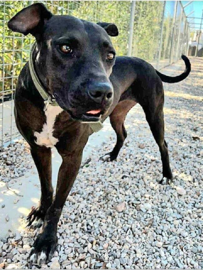 "Τρίτη ημέρα που ψάχνουμε τη Μάτα": Μπορείτε να βοηθήσετε να βρεθεί η σκυλίτσα που χάθηκε στον Βύρωνα;