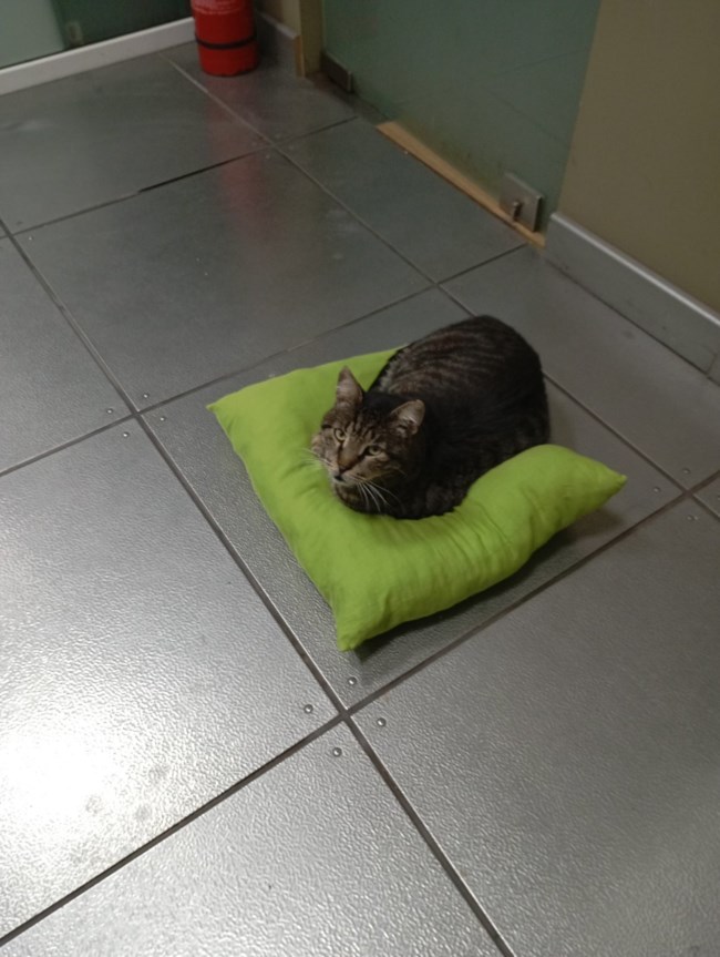 Τι τύπους ανθρώπων προτιμούν οι γάτες - Με ποιους επιλέγουν να κάνουν παρέα