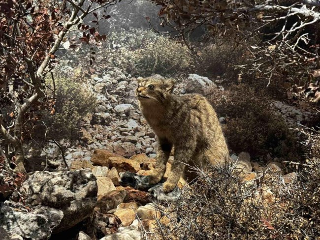 Κρητικός αγριόγατος