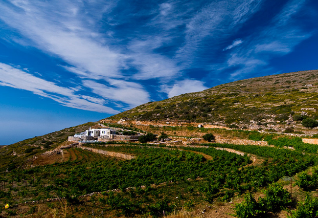 Σίκινο Αμπελώνας