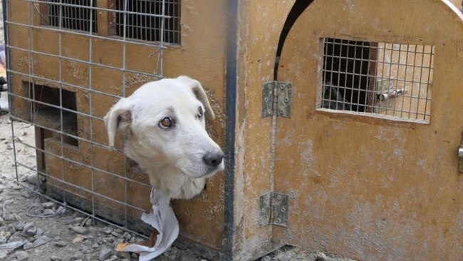 Η Πανδώρα από το δημοτικό κυνοκομείο Σπάρτης όπου ζούσε μέσα σε ένα κουτί χωρισμένο στα δύο
