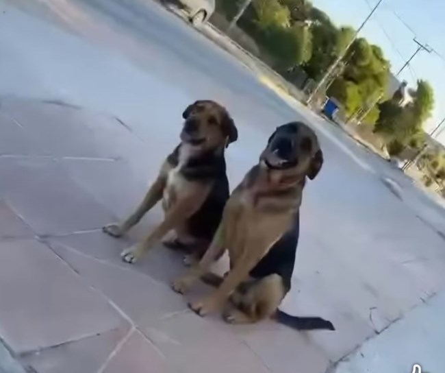 σαρωνικος