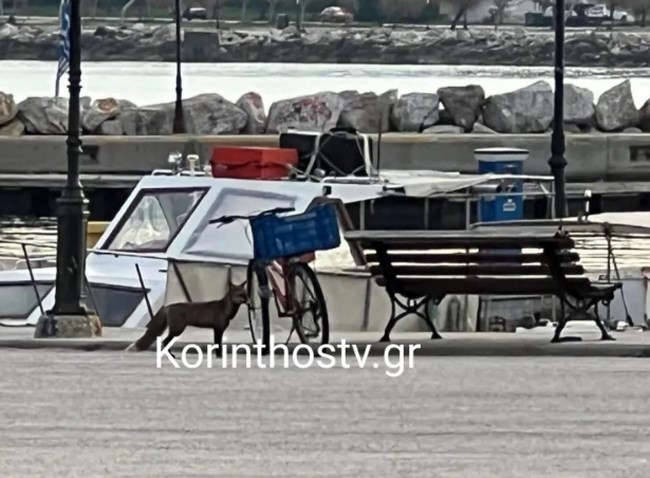 Αλεπού έκανε βόλτες στο λιμάνι της Κορίνθου [εικόνες - βίντεο]