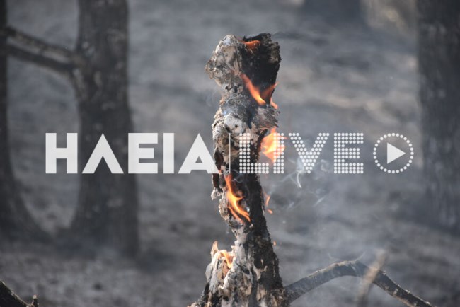 Πυρκαγιά στο δάσος των Θινών