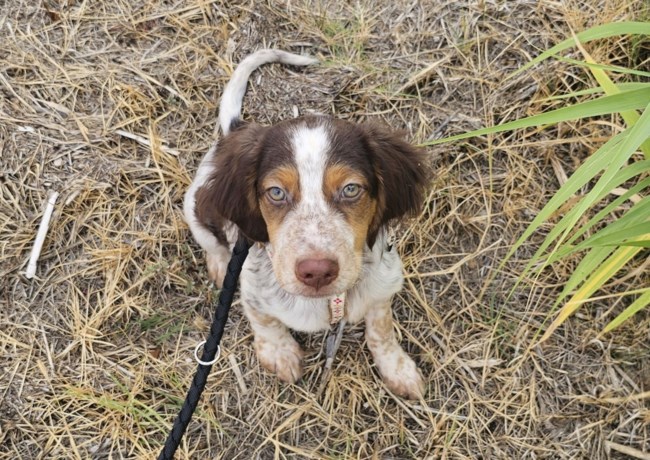 Ο Πινέλο: Ξέρετε κάτι, είναι πολύ δύσκολο να τον αντιμετωπίσουμε σαν σκυλάκι, καταλαβαίνετε γιατί