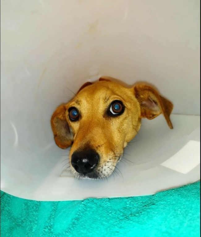 Κρήτη: Οργή για τα απάνθρωπα βασανιστήρια σε σκυλίτσα - Βρέθηκε με σκάγια και θρυμματισμένα τα οστά των ποδιών της