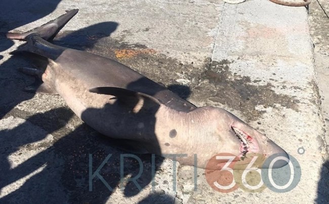 ΚΑΡΧΑΡΙΑΣ ΚΡΗΤΗ