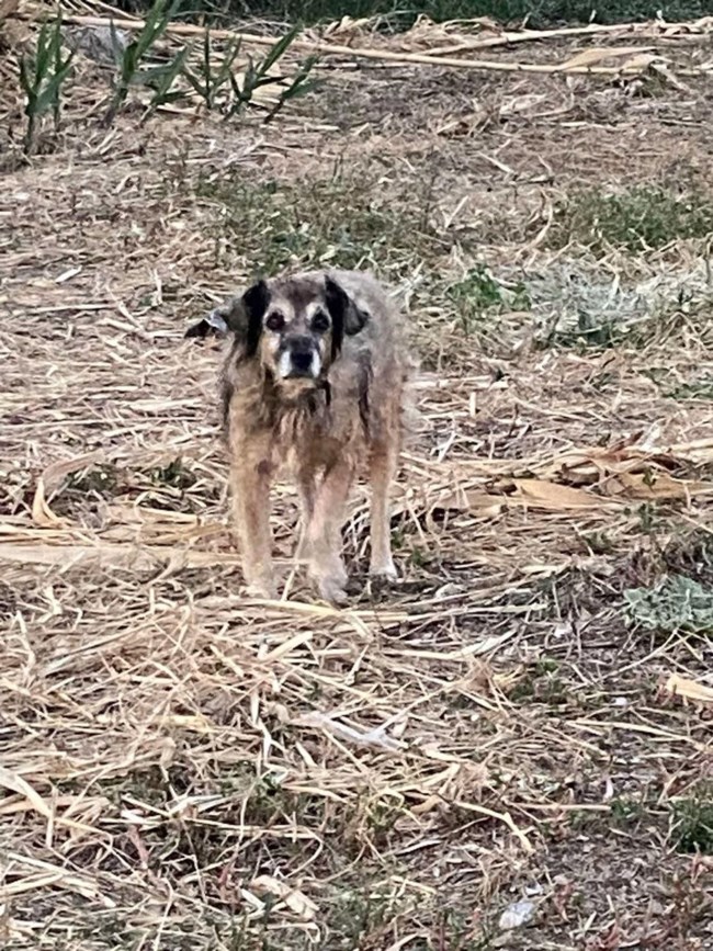 Ο Γκούφι των φαναριών απλώς υπάρχει: Ολη του τη ζωή την πέρασε στον δρόμο