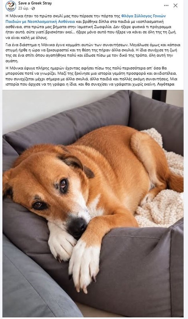 Πέθανε η Μόνικα το πρώτο σκυλί του Save a Greek Stray που βρέθηκε δίπλα στα παιδιά με νεοπλασματική ασθένεια