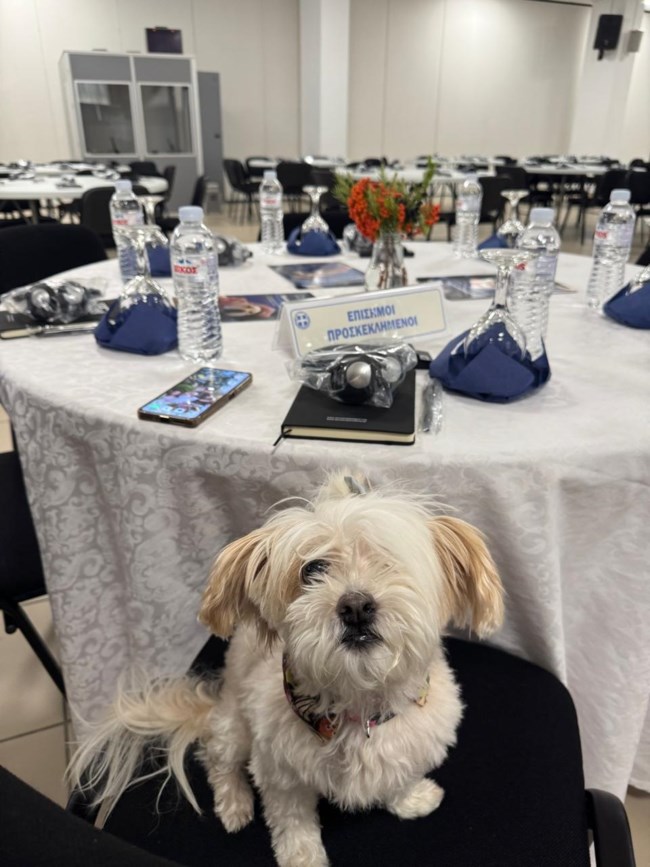Zero Stray Pawject – Zero Stray Academy