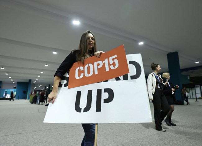 COP29