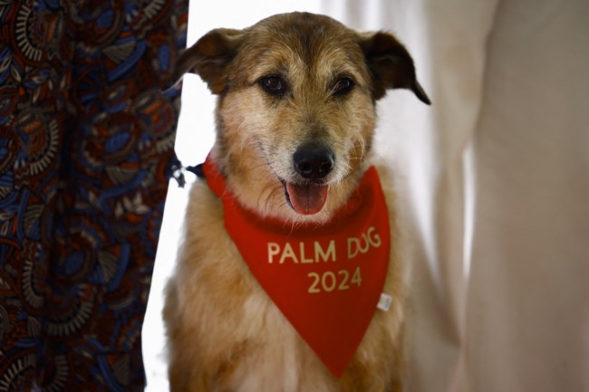 Στον πρώην αδέσποτο σκυλάκο Κοντί, τον πρωταγωνιστή του "Le procès du chien", το Palm Dog του Φεστιβάλ των Καννών